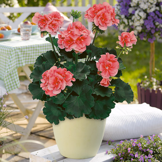 ゼラニウム　ダークライン 