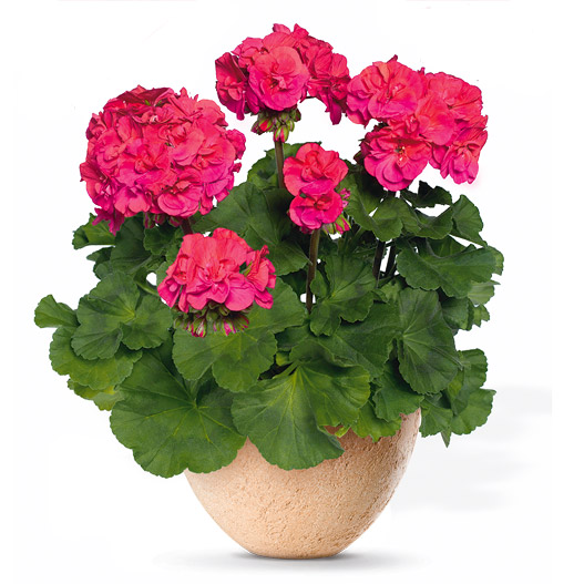 ゼラニウム　ダークライン 