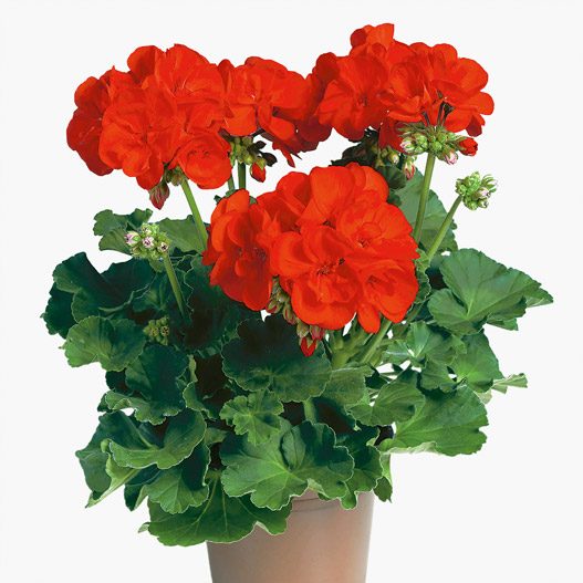 ゼラニウム　クオリティ 