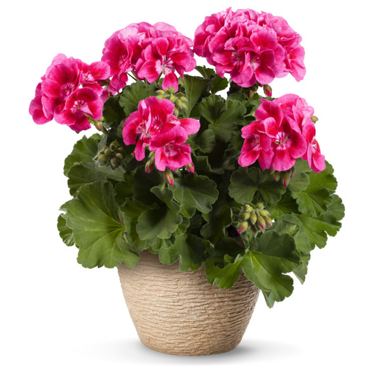 ゼラニウム　クオリティ 