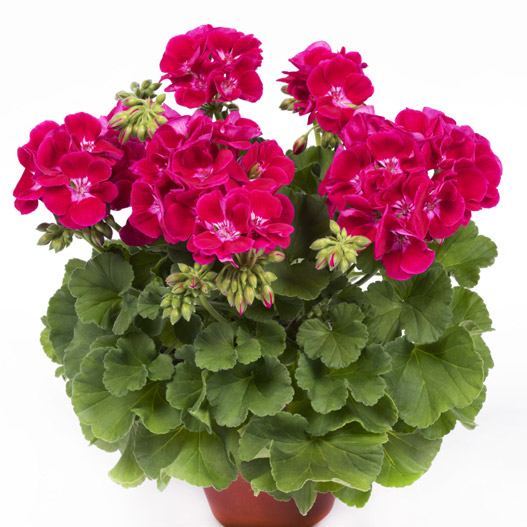 ゼラニウム　クオリティ 