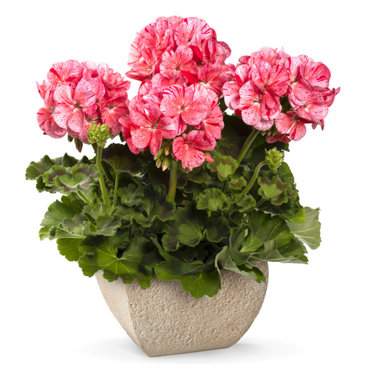 ゼラニウム　クオリティ 