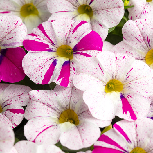 カリブラコア　セレブレーション 