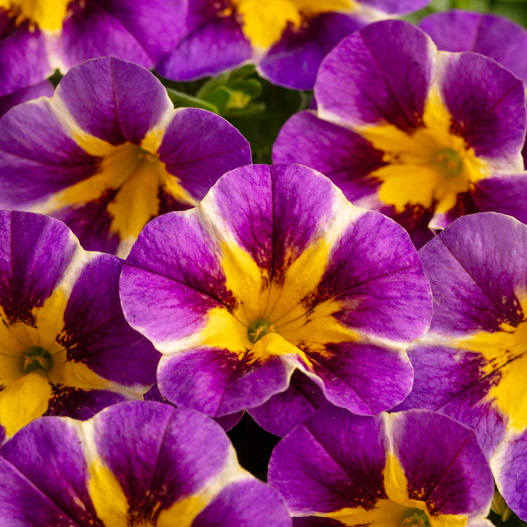 カリブラコア　セレブレーション 