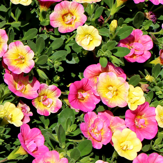 カリブラコア　カメレオン 