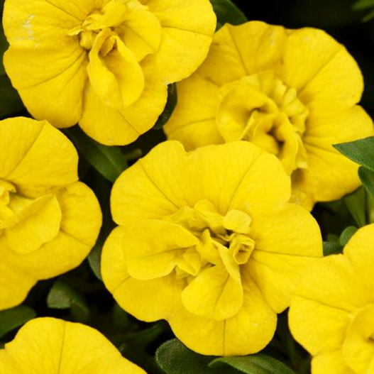 カリブラコア　カリタスティックダブル 