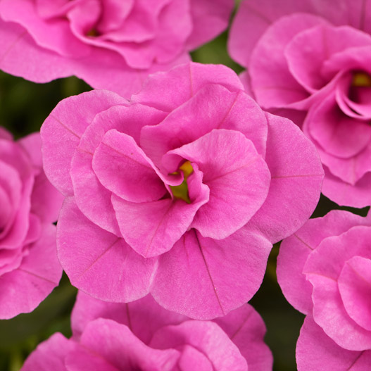 カリブラコア　カリタスティックダブル 