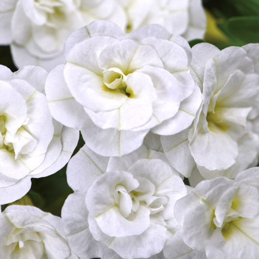 カリブラコア　カリタスティックダブル 