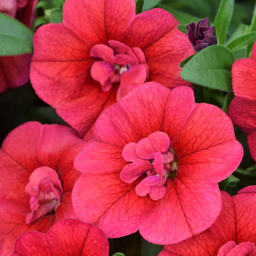 カリブラコア　カリタスティックダブル 