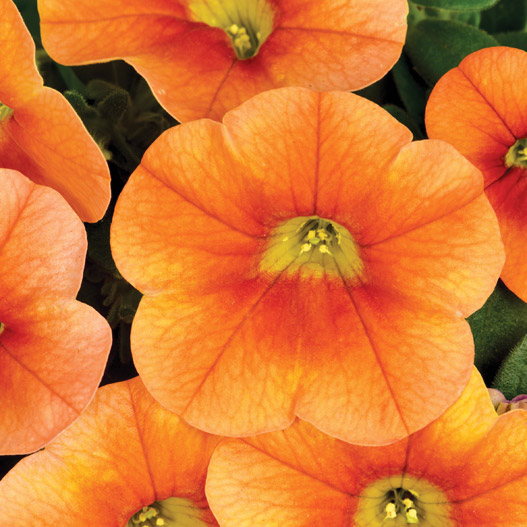 カリブラコア　カリタスティック 