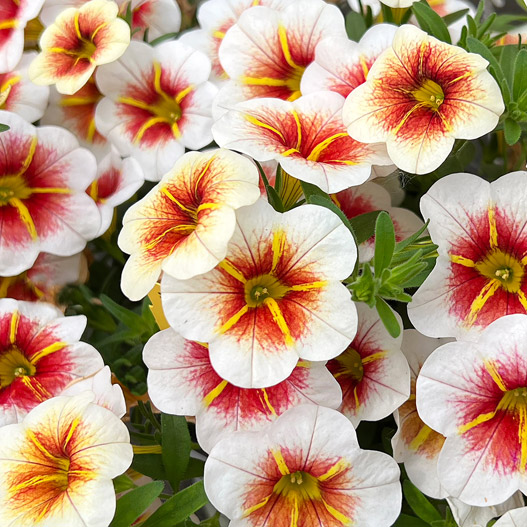 カリブラコア　カリタスティック 