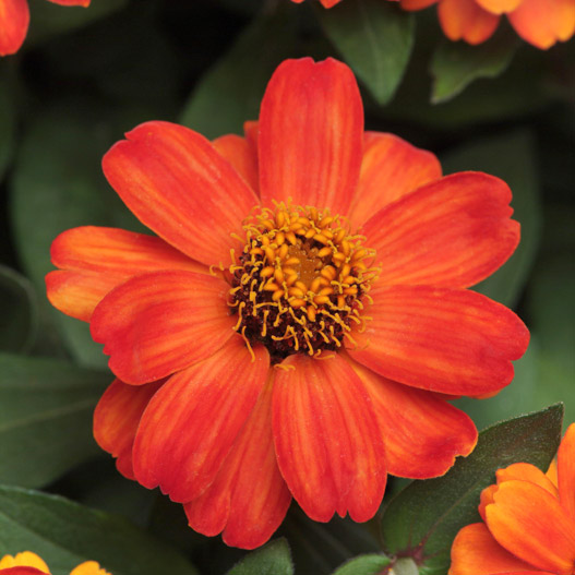 ジニア　ザハラ 