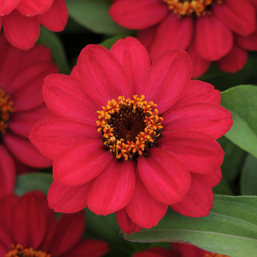 ジニア　ザハラ 