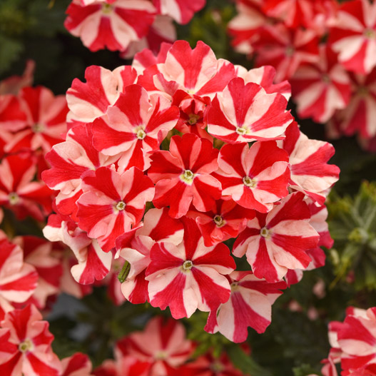 バーベナ　ファイヤーハウス 