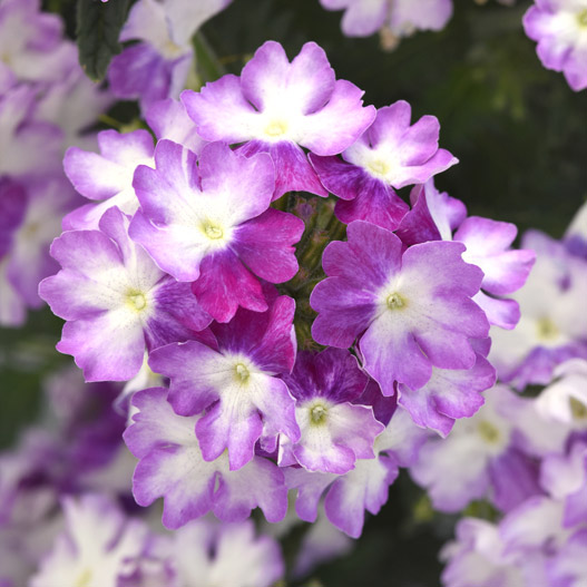 バーベナ　エンデュラスケープ 