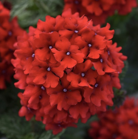 バーベナ　エンデュラスケープ 