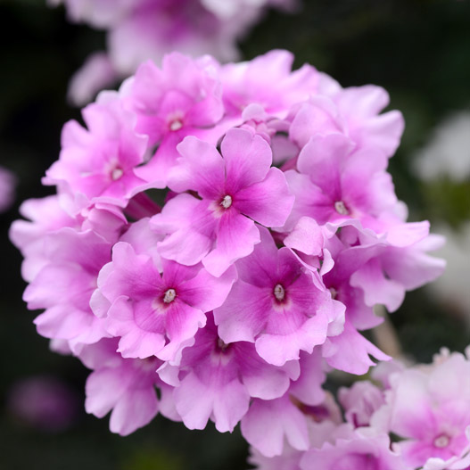 バーベナ　エンデュラスケープ 