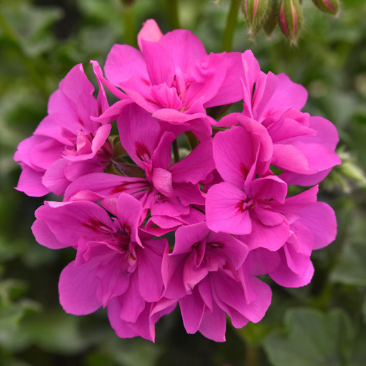 アイビーゼラニウム　フォーカス 