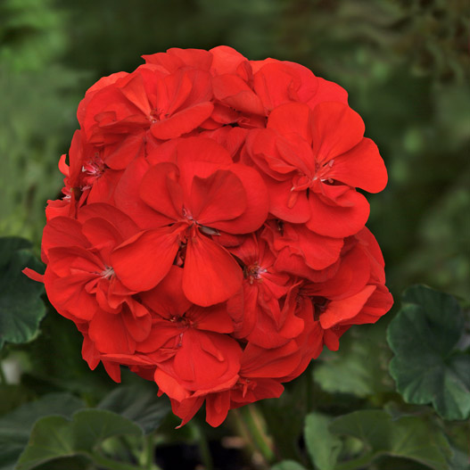 ゼラニウム　ショーケース 