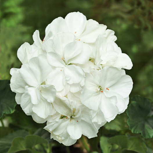 ゼラニウム　ショーケース 