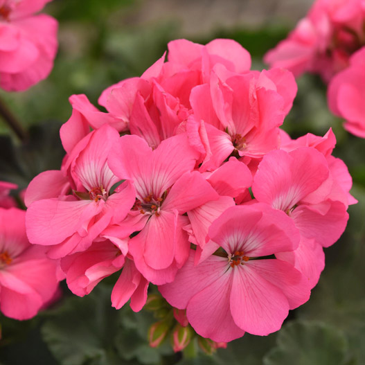 ゼラニウム　ショーケース 