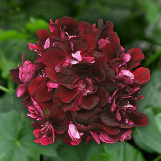 アイビーゼラニウム　カラーケード 