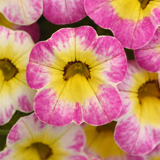 カリブラコア　チャチャ 