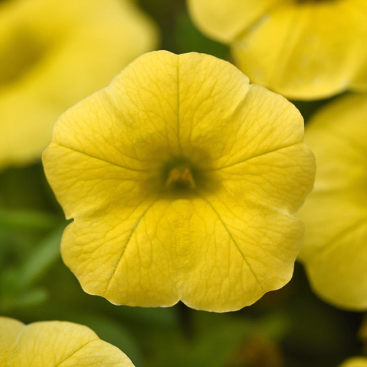 カリブラコア　サンバ 