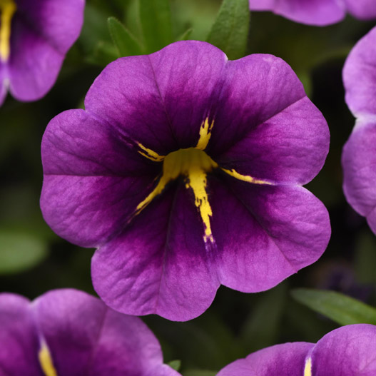 カリブラコア　サンバ 