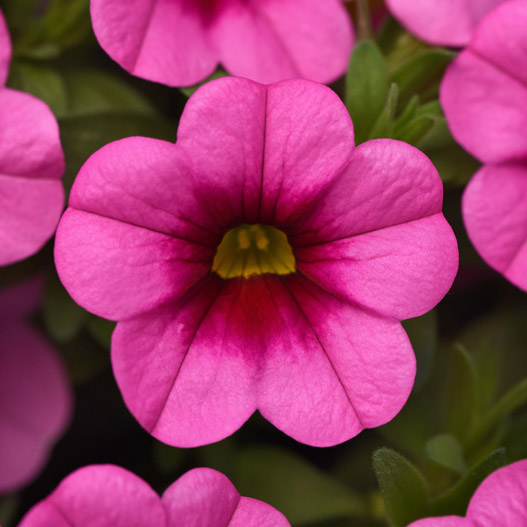 カリブラコア　サンバ 