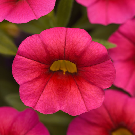 カリブラコア　シャル・ウィ・ダンス 