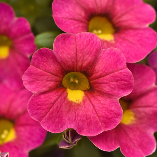 カリブラコア　シャル・ウィ・ダンス 