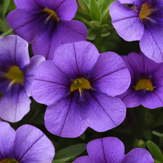 カリブラコア　シャル・ウィ・ダンス 