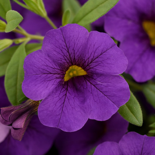 カリブラコア　シャル・ウィ・ダンス 