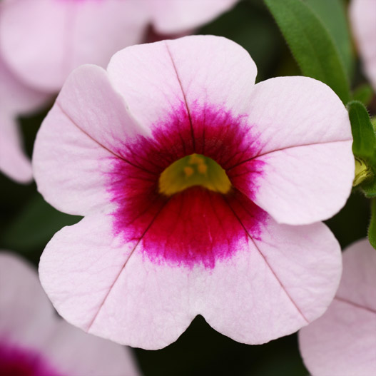 カリブラコア　シャル・ウィ・ダンス 