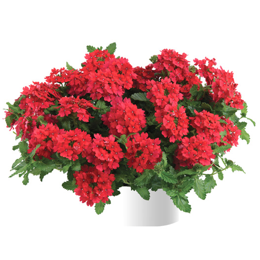 バーベナ　ヴァネッサ 