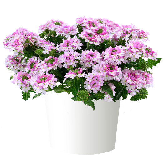 バーベナ　ヴァネッサ 