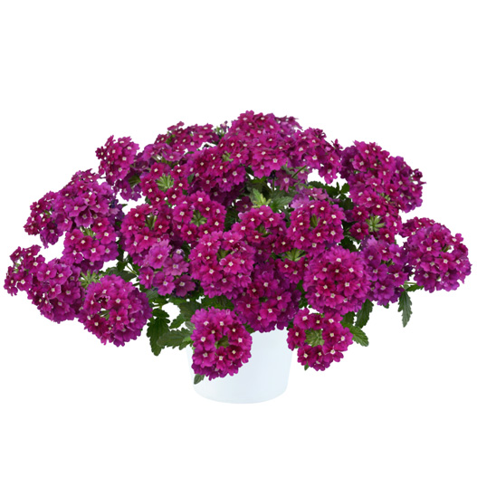 バーベナ　ヴァネッサ 