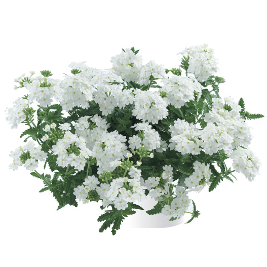 バーベナ　ヴァネッサ 