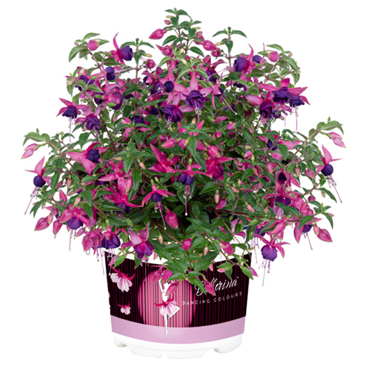 フクシア　バレリーナ 