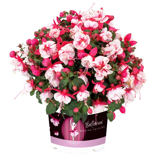 フクシア　バレリーナ 