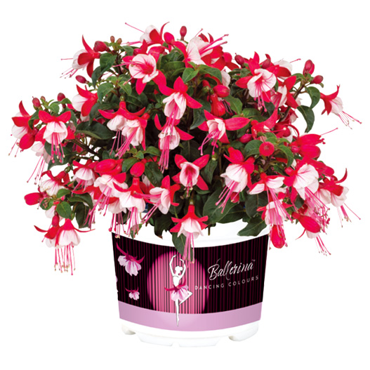 フクシア　バレリーナ 