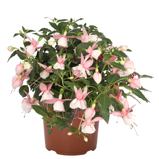 フクシア　バレリーナ 