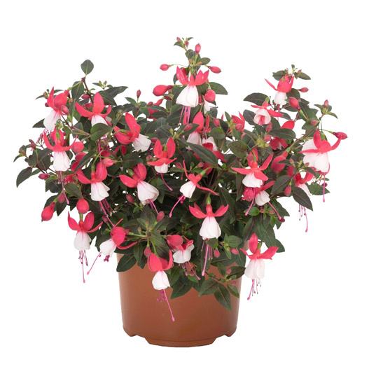 フクシア　バレリーナ 