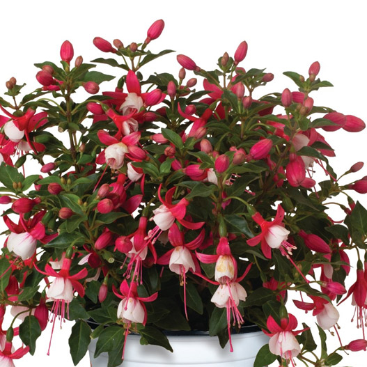 フクシア　バレリーナ 