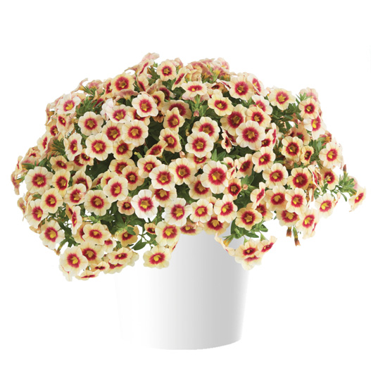 カリブラコア　アイコニック 