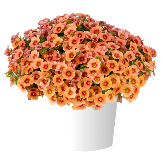 カリブラコア　アイコニック 