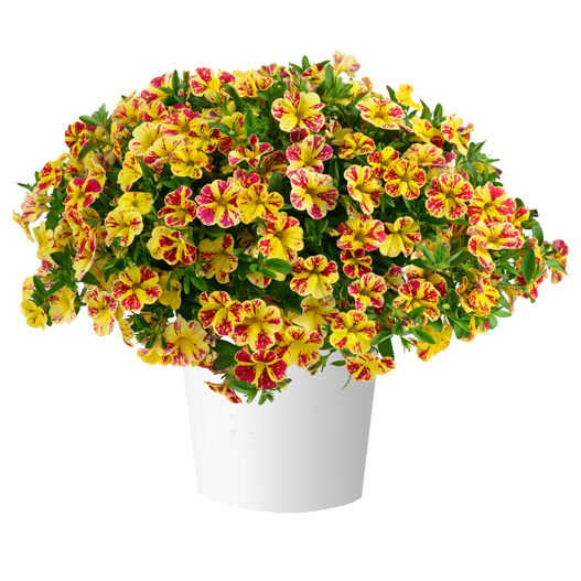 カリブラコア　リア 