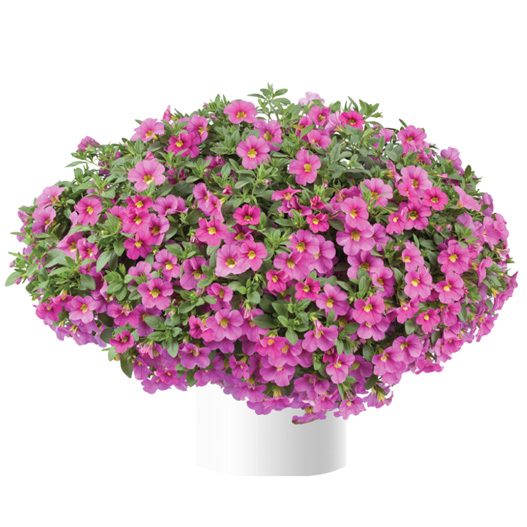 カリブラコア　リア 