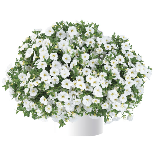 カリブラコア　リア 